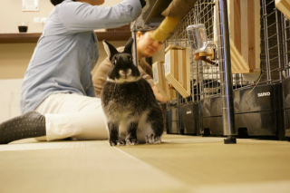 Illustration for article titled A Visit to Japan's Bunny Cafes